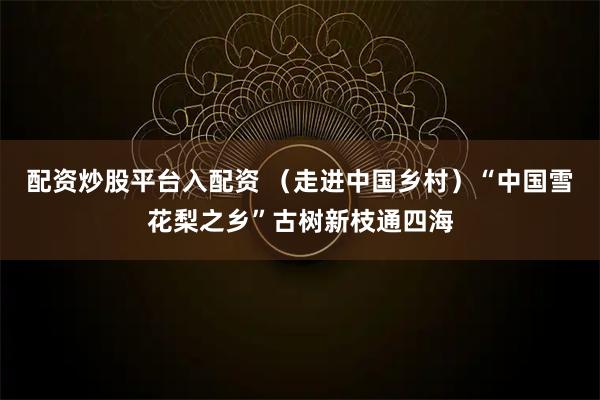 配资炒股平台入配资 (走进中国乡村)“中国雪花梨之乡”古树新枝通四海